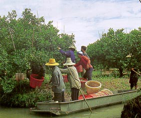 อาชีพทางการเกษตร
